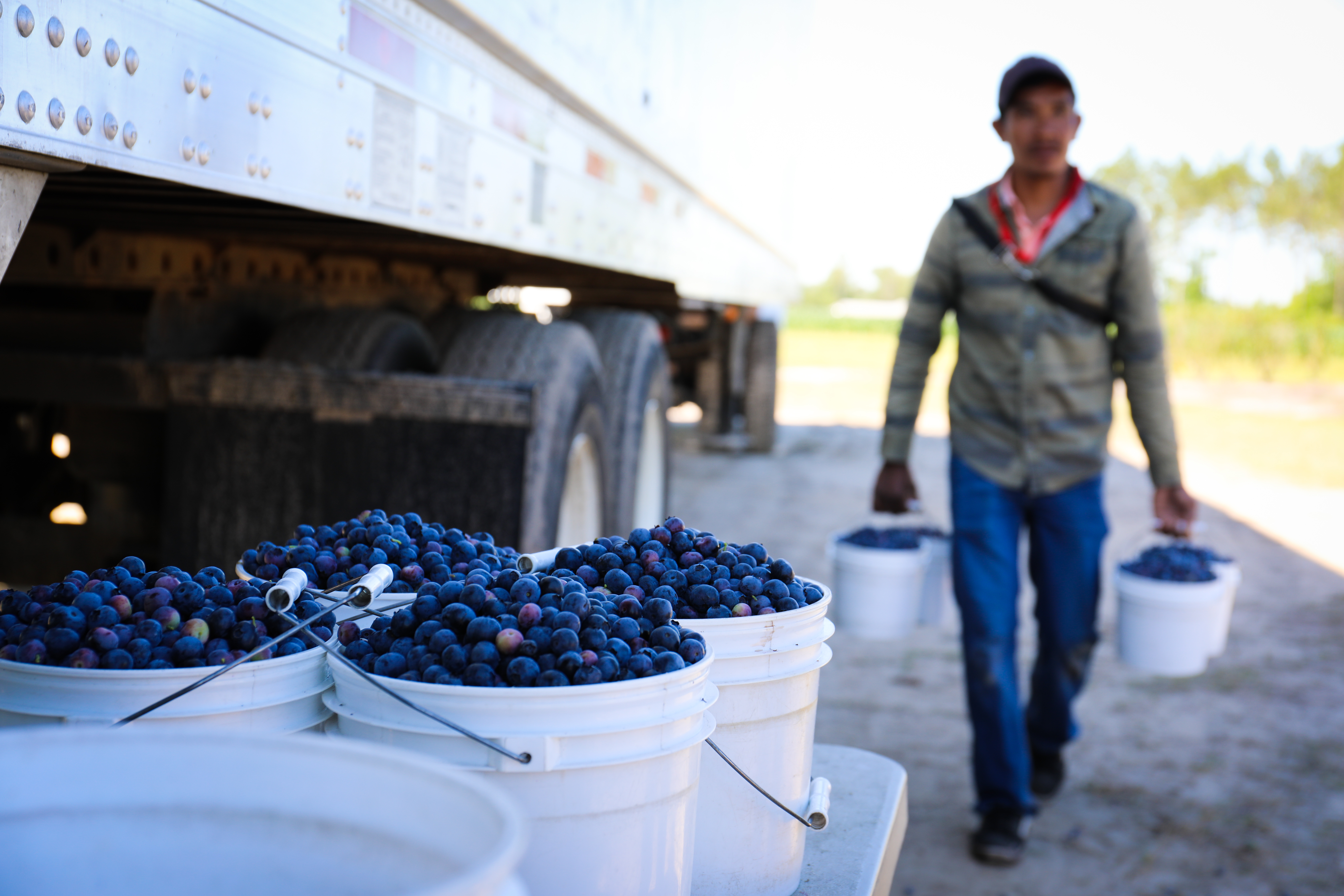farmer with buckets of blueberries
