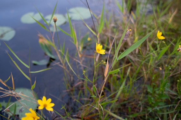 flowers in swamp